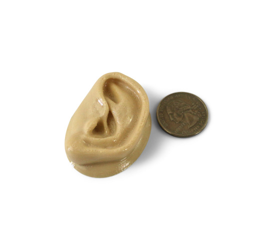 Human Ear