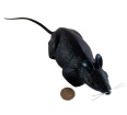 Life Sized Rat